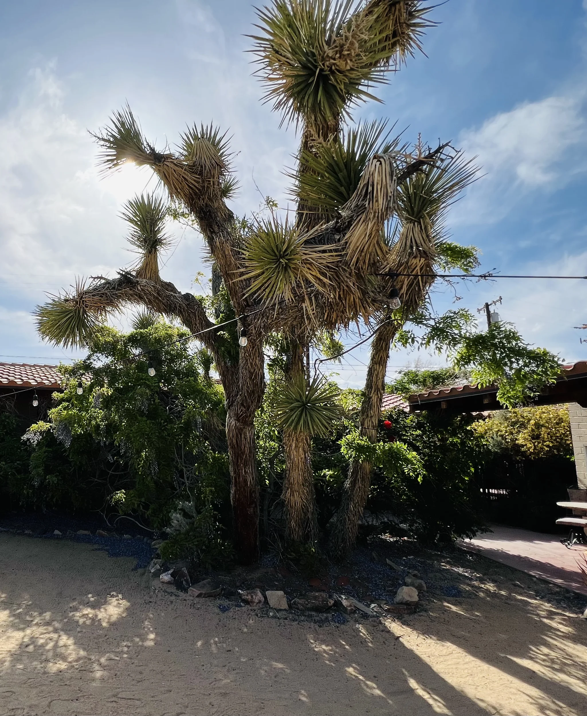 A courtyard with a large joshua tree.