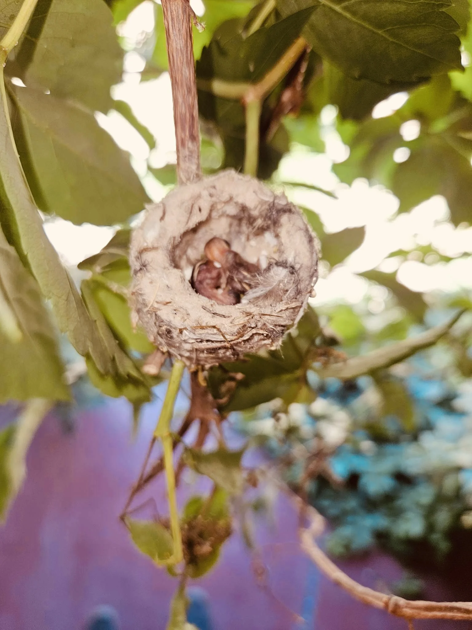A humming bird nest with baby humming birds inside.