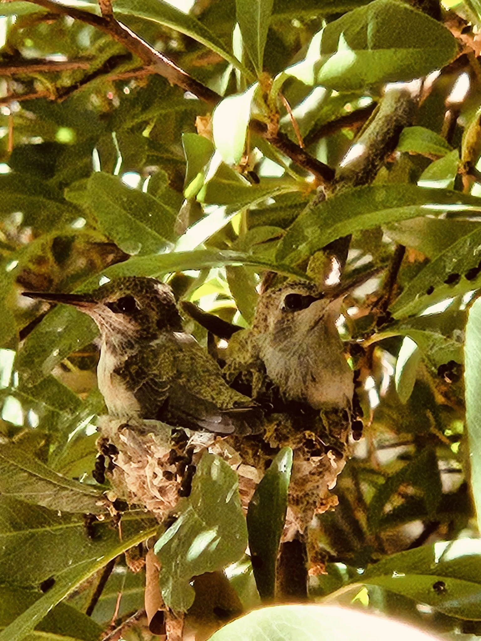 A photo pf a hummingbird in it's nest. 