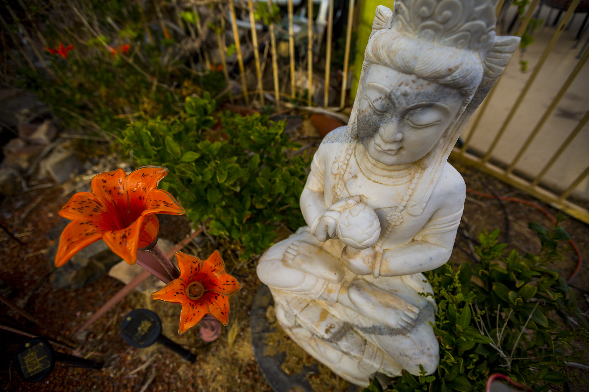 A young budda staue outside with orange solar flowers next to it. 