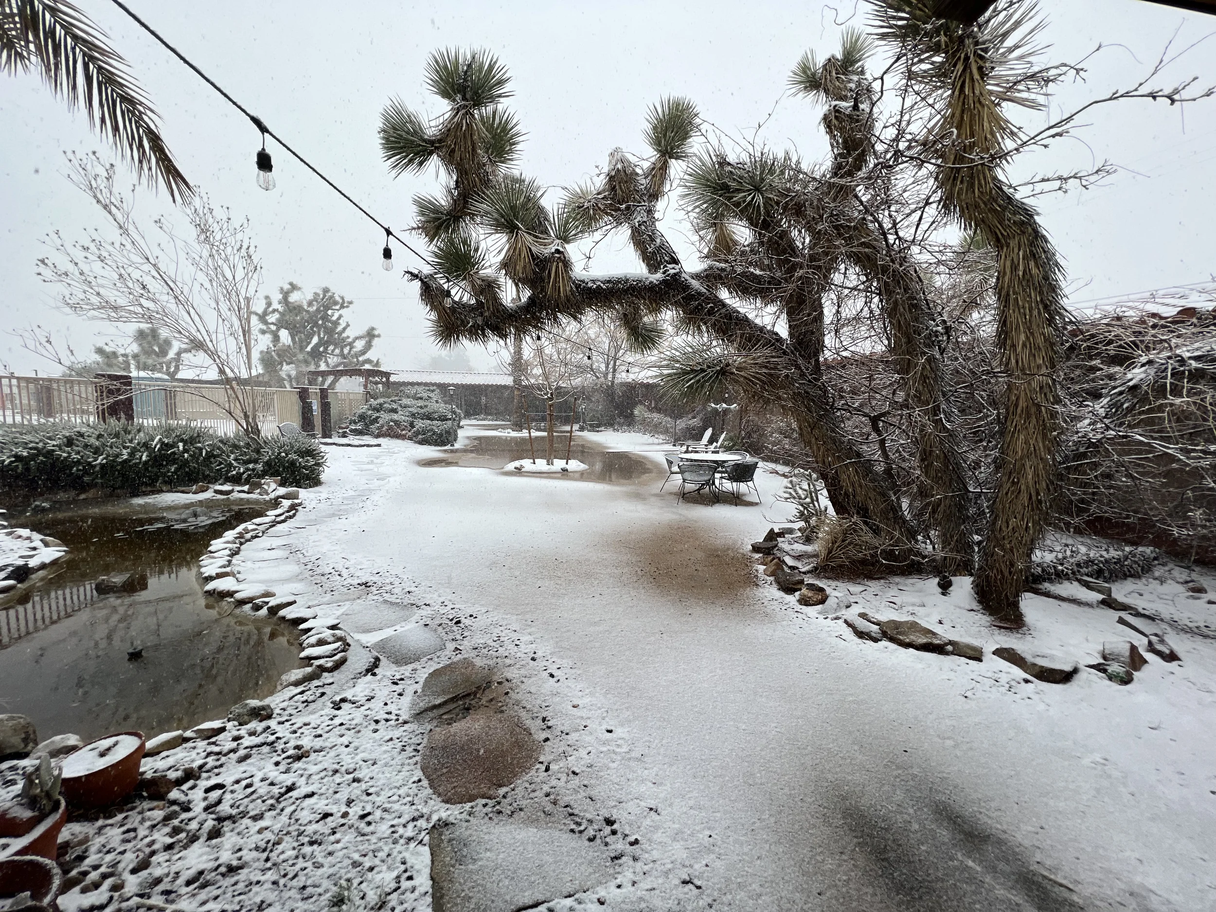 A courtyard during a snow storm with a joshua tree in the center. 