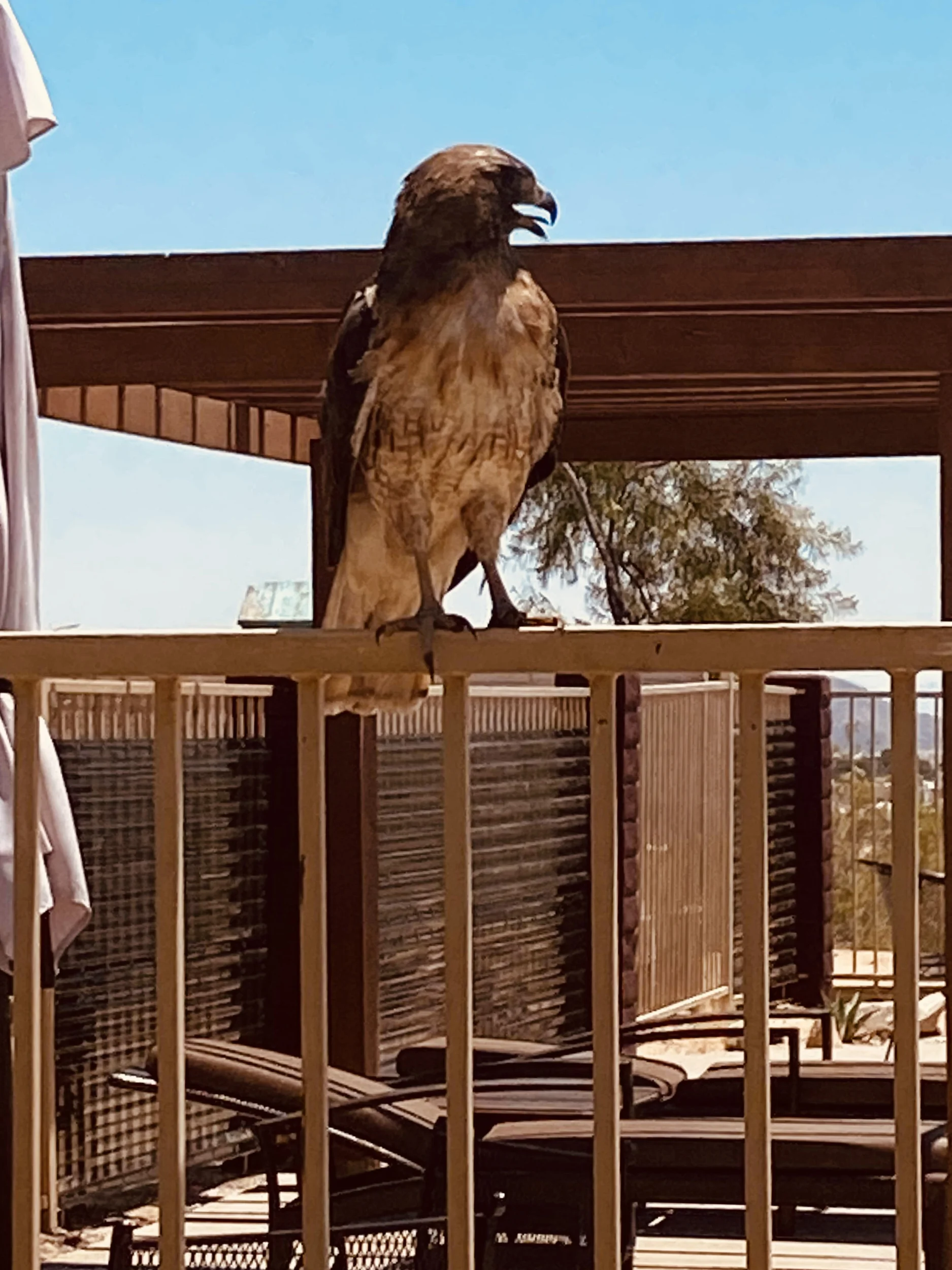 A red tail hawk on a pool fence.